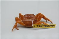 藏品(白紋方蟹)的圖片